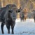 Home European bison in frames 50x50 Home