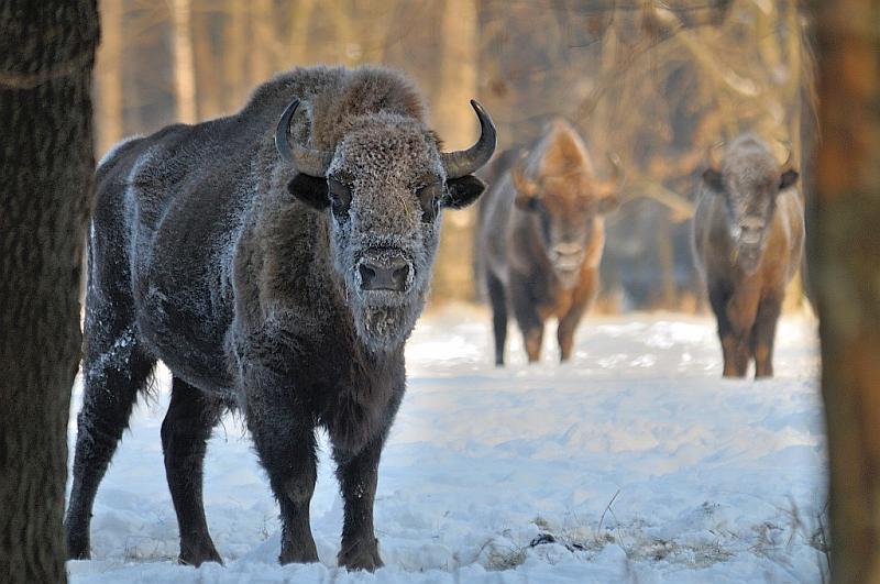 European bison in frames © Arek & Mateusz Szymura