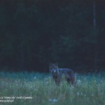 Wolf from Bialowieza Forest