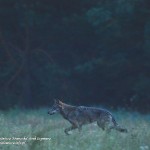 Wolf from Bialowieza Forest