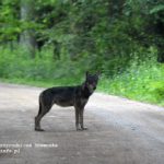 Wolf in Bialowieza forest