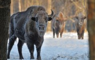 European bison in frames