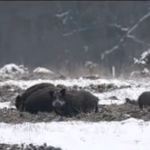 Wild boar morning in Bialowieza