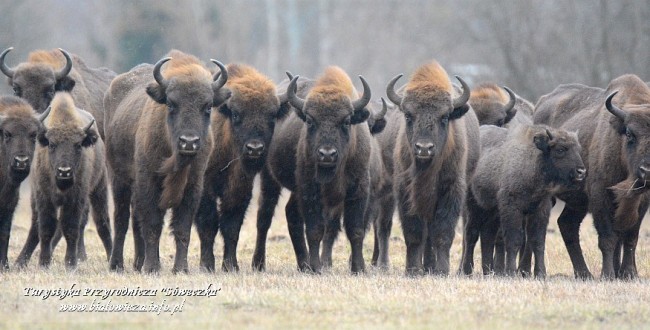 Counting of bialowieza bison