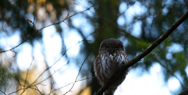 Pygmy Owl from Bialowieza Forest