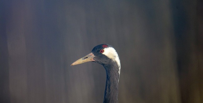 Bialowieza Forest crane