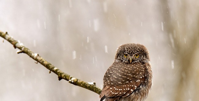 Pygmy Owl from Bialowieza Forest-