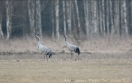 Cranes form Bialowieza