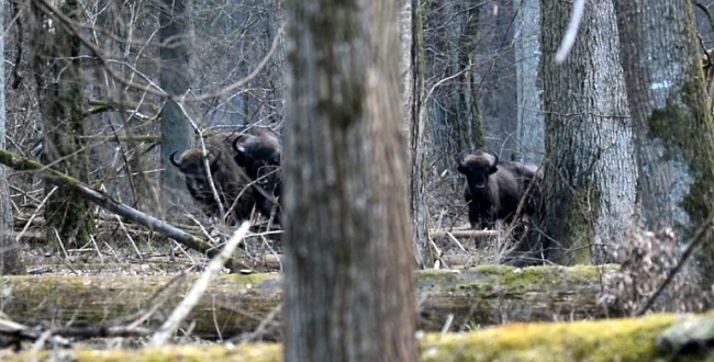 Bialowieza Forest European bison from Strict Reserve