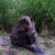 Bialowieza Forest beaver