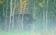 Bialowieza forest bison in mist