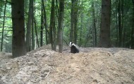 Badger from Bialowieza Forest