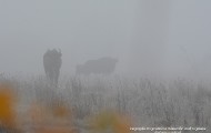 Bialowieza Forest fog