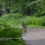 Wolf in Bialowieza forest