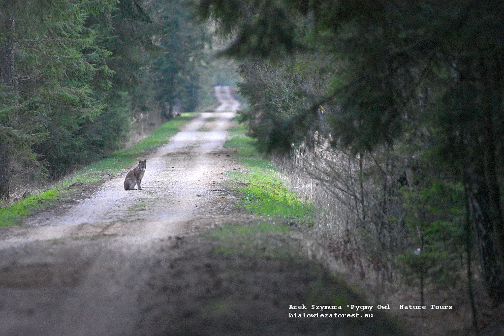 Lynx in the Bialowieza Forest