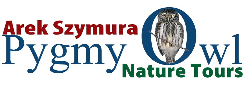 Bialowieza Forest guide – Arek Szymura „Pygmy owl” Nature tours